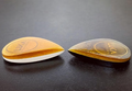 Handmade Teardrop Guitar Pick – Ultem PEEK Hybrid Plectrum
